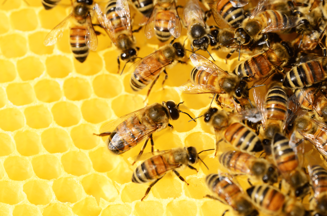 Earth Day: Bees